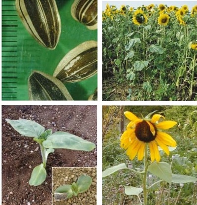 Sunflower at four growth stages